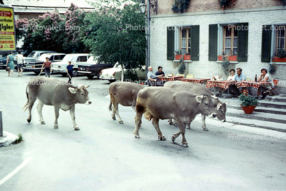 Cows walking down the road