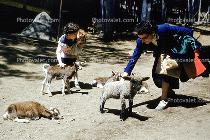 Elaine and Helen with Lambs, 1953