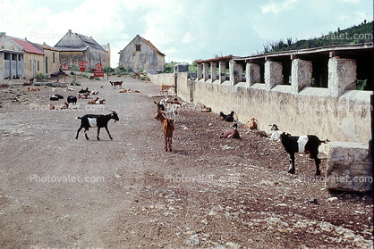 Goat, Farm