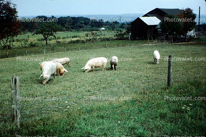 Pig, Farm, Barn, Grass, sow, building, fence