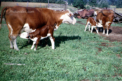 Calf, Cow, Suckling, Nursing, Cattle, Grass