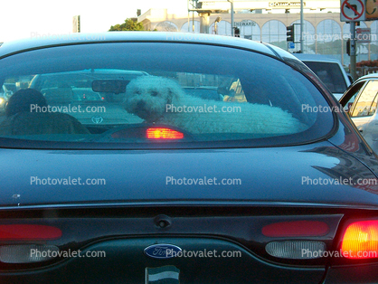 Poodle, Car, Ford