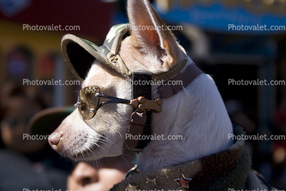 Chihuahua, Sunglasses, nose, small dog breed, wearing a hat, ears, funny, humorous