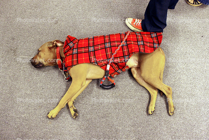 Coat for a sleeping dog