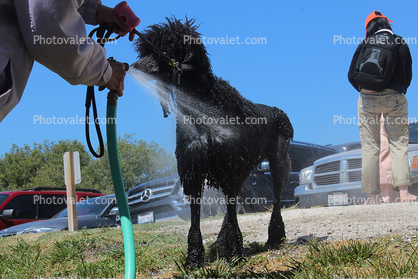 Poodle Being Washed