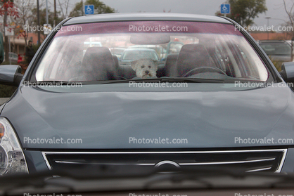 Dog in a car, funny