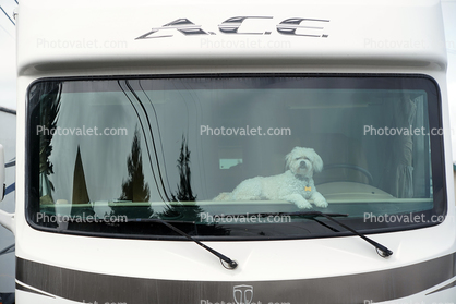 Dog on the Dashboard