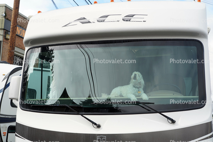 Dog on the RV Dashboard