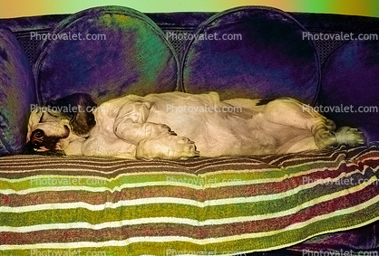 Bassett hound, sleeping, sleep, asleep, couch