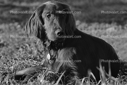 Irish Setter, Santa Rosa, Sonoma County, California