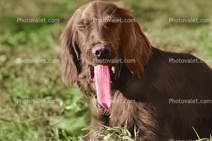 Irish Setter, tongue, yawning, Santa Rosa, Sonoma County, California