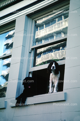 Two Dogs in a Window, English Springer Spaniel