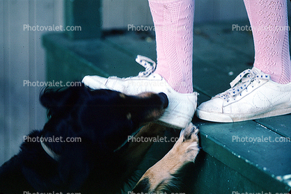 Dog biting girls shoe, lace, stockings