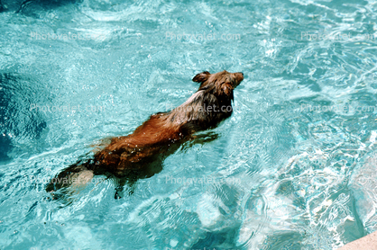 Dog swimming in a pool, water, Ripples, Wet, Liquid, medium dog breed, Wavelets