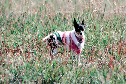 Chihuahua wearing a coat, small dog breed