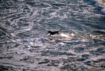 Dog at a beach, fetching a stick, Ocean-Beach