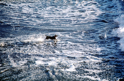 Dog at a beach, fetching a stick, Ocean-Beach, Wave, running