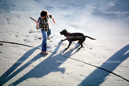 fetch, Dog at a beach, fetching a stick