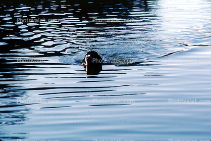 Stow Lake, English Springer Spaniel, Wet Dog, water, pond, lake, swimming