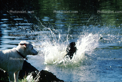 Wet Dog, water, pond, lake, splash, Stow Lake