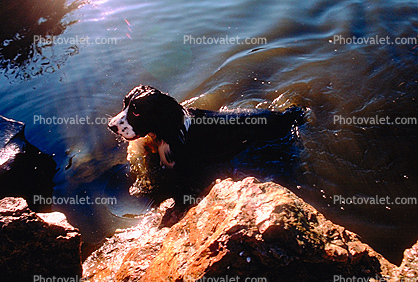 Stow Lake, Wet Dog, English Springer Spaniel