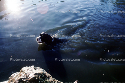 Stow Lake, English Springer Spaniel, Wet Dog, water, pond, lake