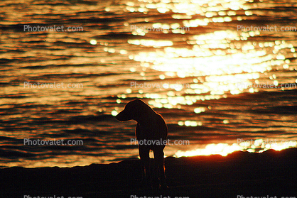 Dog, Sunset, Ocean