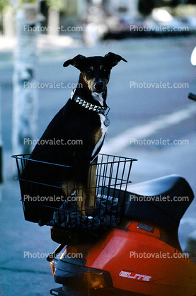 Dog in a Motor Scooter Basket