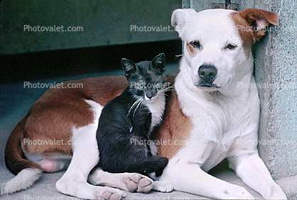 Dog and a Cat Buddies