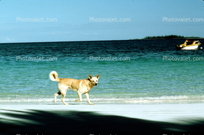 Dog, Beach, Ocean, Sand