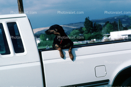 Dog in a pick-up truck