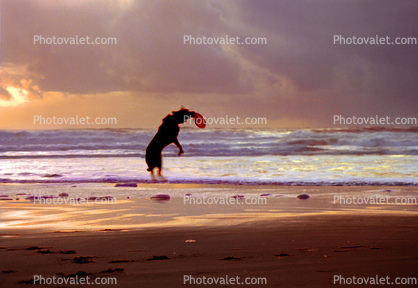 Jumping Dog Catches a Frisbee in Midair, Ocean Beach, San Francisco