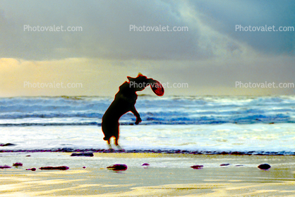 Frisbee Dog, Ocean Beach, Ocean-Beach