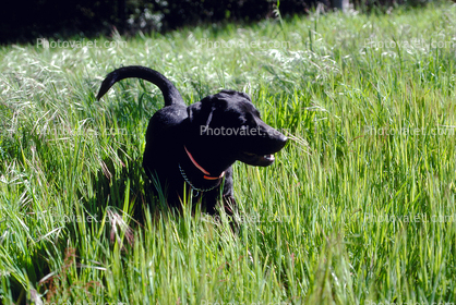 Dog in the Grass