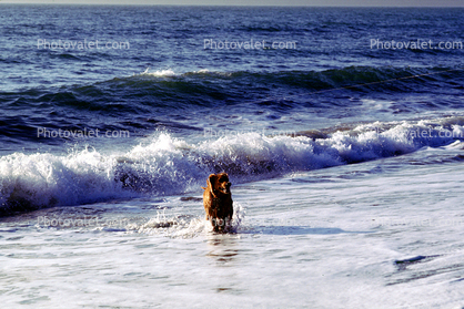Ocean Beach, Sand, Waves, Water, San Francisco, California, Ocean-Beach