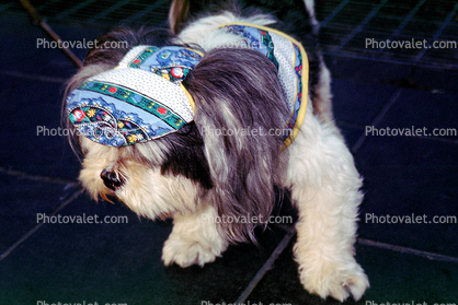Lhasa Apso, dog wearing a hat