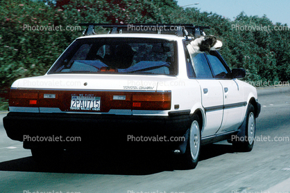 Dog in a Car, English Springer Spaniel, automobile, vehicles
