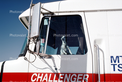 Small Dog in a Truck, barking