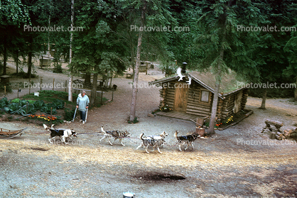 Husky, Huskies, log cabin, sleds, sod roof, building