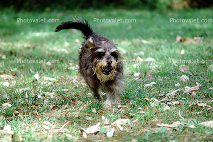 Running Dog, lawn, Terrier