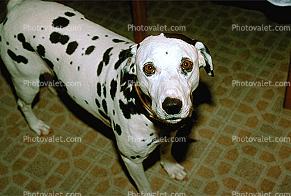 Dalmation