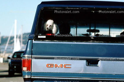 Poodle in a GMC pick-up truck