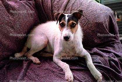 Jack Russell breed, Terrier