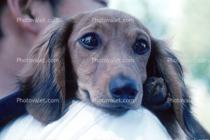 Dachshund, Wiener Dog, small dog breed