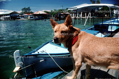 Dog on a Dock