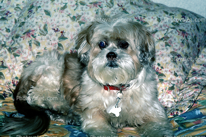 Scooter-Scoots, Lhasa Apso