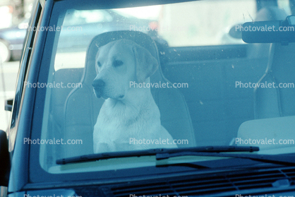 Dog in a Car