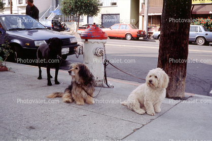 Dogs by a Fire Hydrant