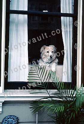 Dog in a Window, curtains, drapes