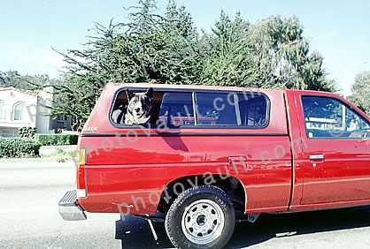 Dog in a pick-up truck